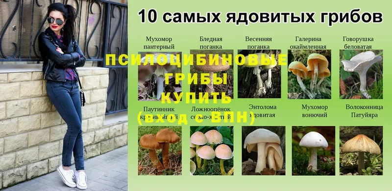 где купить наркотик  Грайворон  Псилоцибиновые грибы Cubensis 